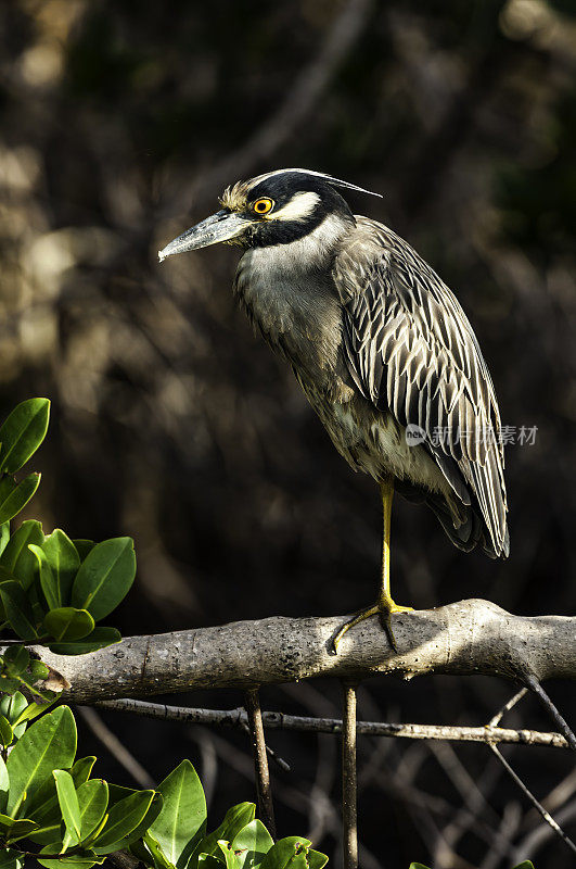 黄冠夜鹭，紫锥菊;Nycticorax violacea;丁达林国家野生动物保护区，萨尼贝尔岛，佛罗里达州